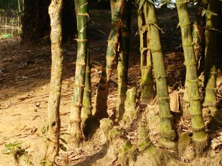 Shade in the Bamboo Grove