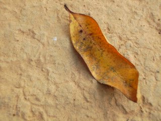 Leaf of the Earth