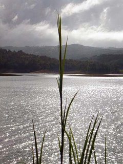 Lake Side Grass