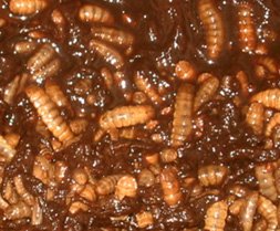Maggots! | Root Simple