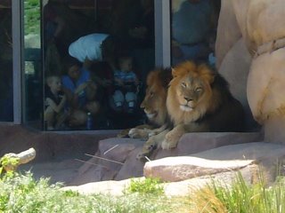 Photograph of lions at the Denver zoo.