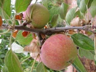 Pretty Apples on a Tree