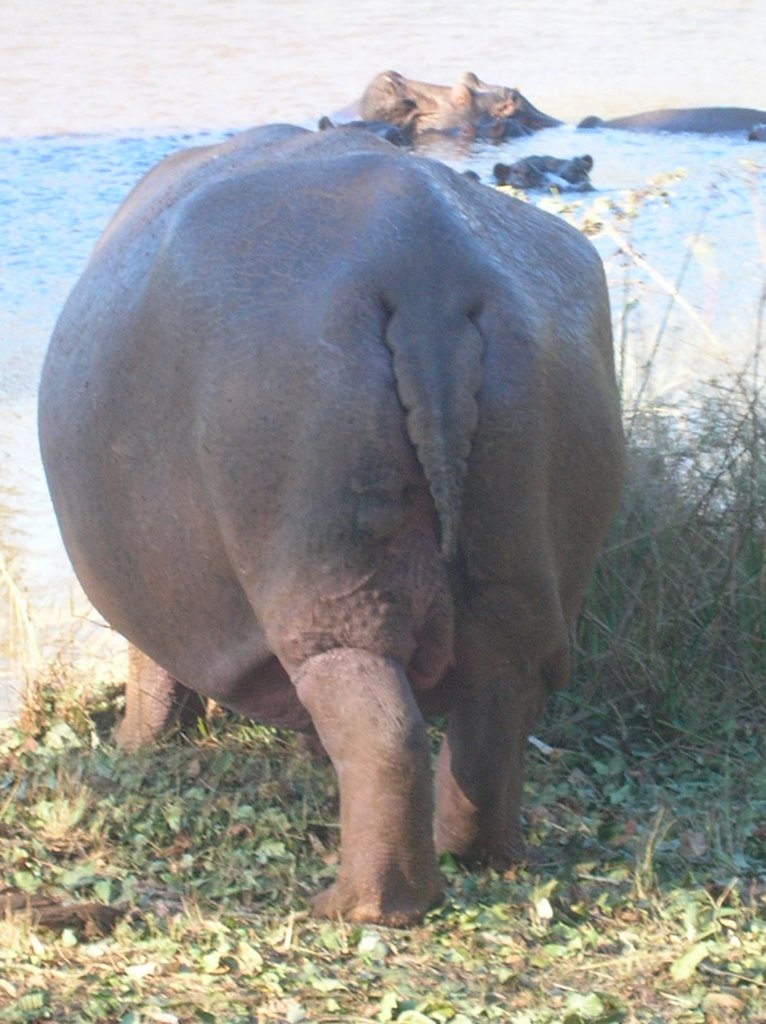 Hippo Ass 52