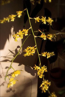 manola's bloomer oncidium orchid