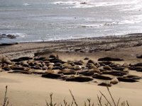 elephant seal harem at ano nuevo