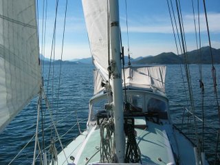 Velella Sailing in the Islands