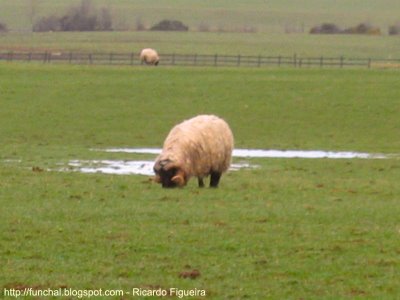 ovelha na Irlanda