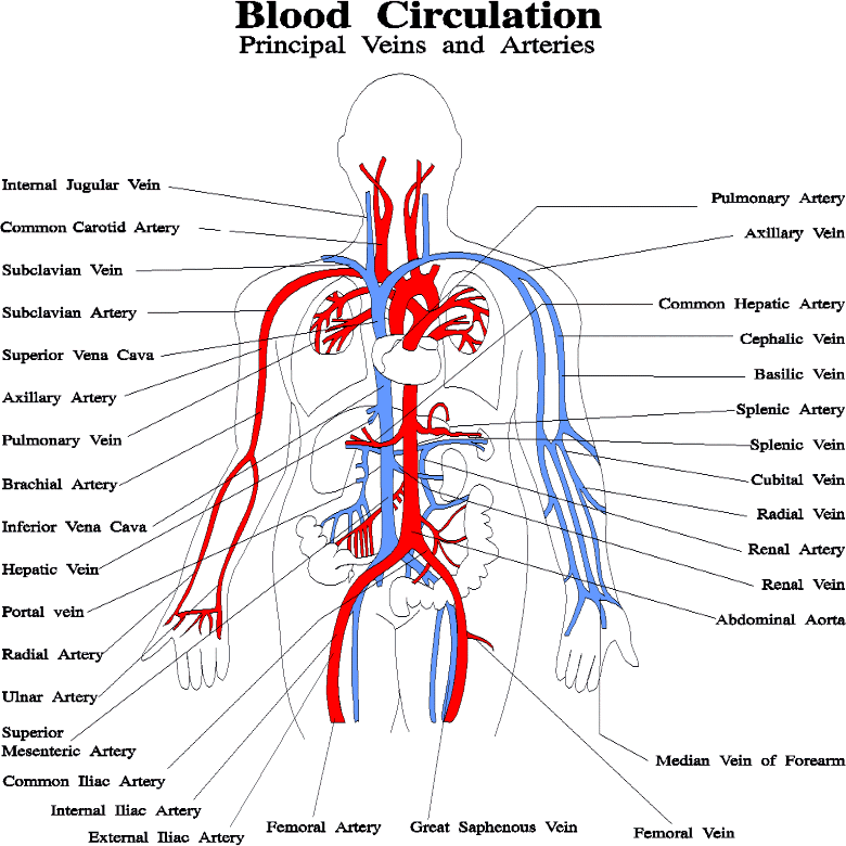 Introduction into the Cardiovascular System