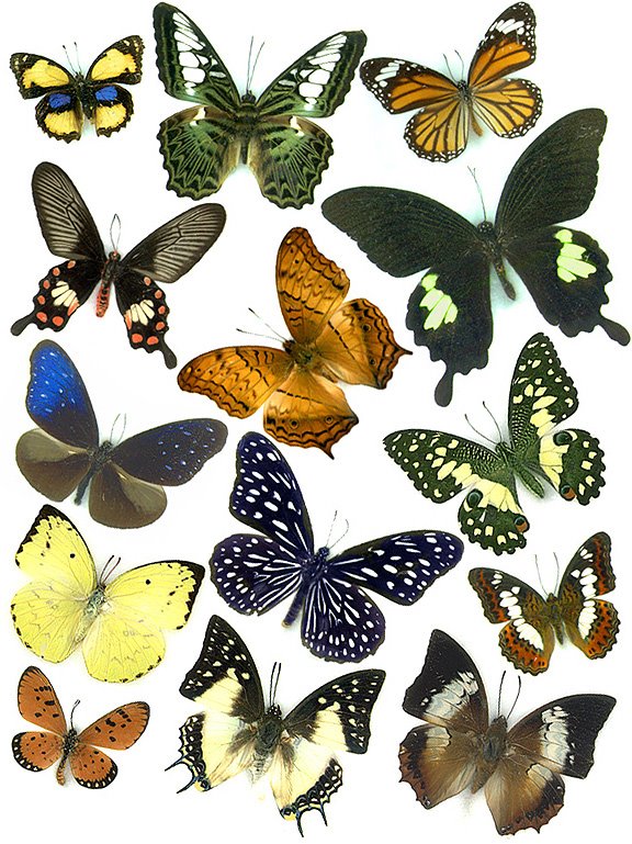 Название бабочек для детей. Разные бабочки. Разнообразие бабочек. Название бабочек. Расцветки бабочек.