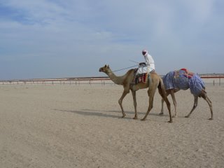 A rider and his camels