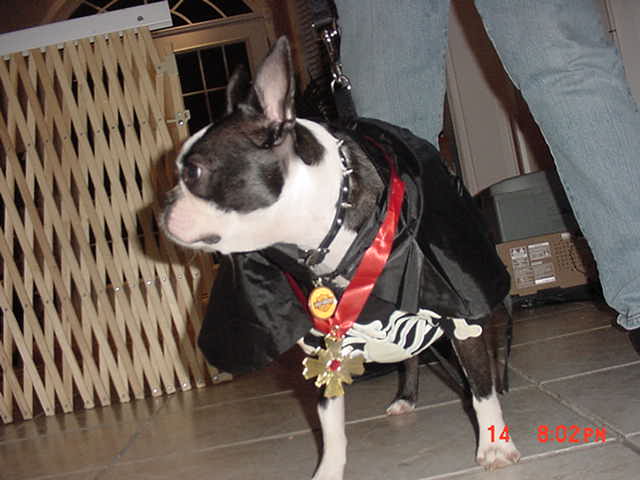 Boston Terrier Photo Blog: October 2006