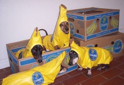 Banana Dogs