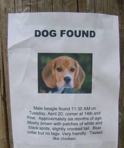 Beagle lost and found