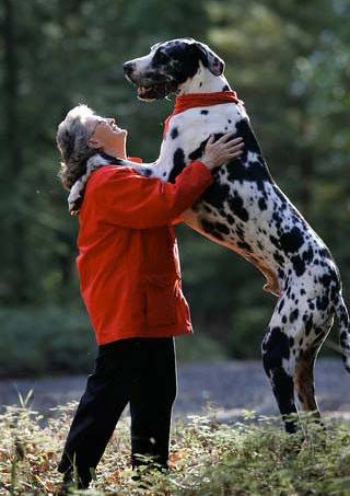 Big Dalmatian dog picture