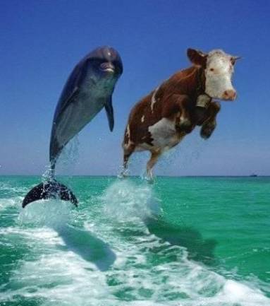 Funny Delphin and Cow