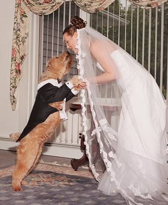 married Dog
