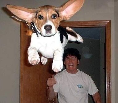 Flying dog picture