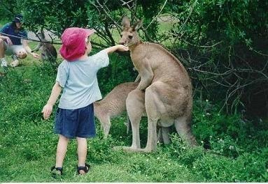 Kangaroos picture