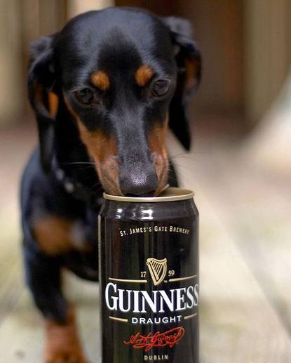 Guinness beer for Dogs