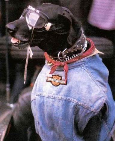 Funny Harley Davidson Dog