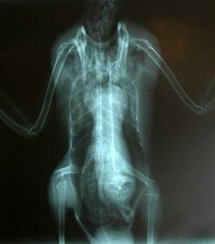 X-Ray of a Duck, who may or may not have eaten the head of an extraterrestrial