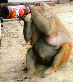 drunk monkey