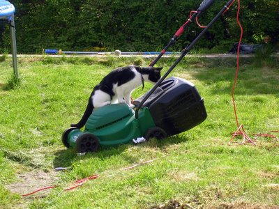 kizzy inspects the lawnmover