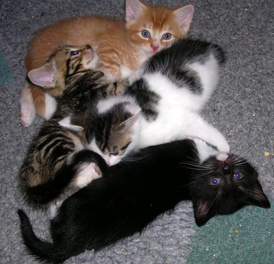 4 naughty kittens