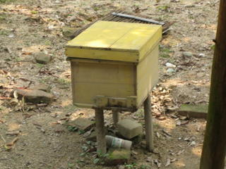 box of bees