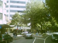Wellington's 'Silver Mile' - street trees outside the Lido