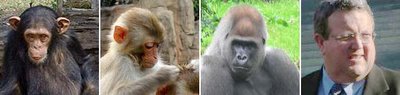 The lineup: mystery primate suspects