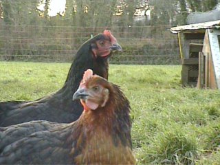 Keeping chickens at home UK