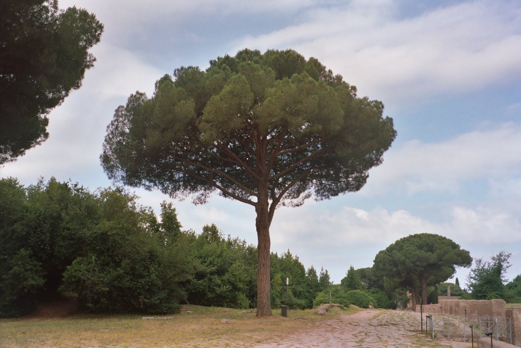 MARGINALIA: Italy's Umbrella Pine