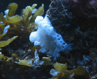 closer shot of white nudibranch