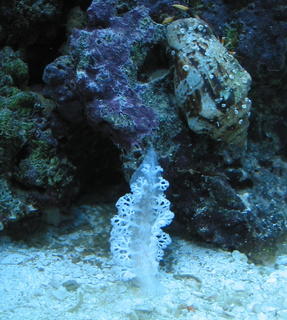 white Nudibranch moving from live rock to the sand