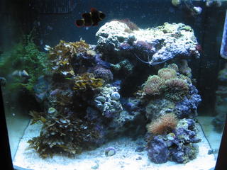 my tank after weeding post-vacation