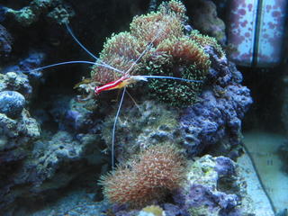 Indo-Pacific White-Striped Cleaner Shrimp (Lysmata amboinensis), green hairy mushrooms (was 5 on one rock) (Order Corallimorpharia), and a Star Polyp colony (Order Zoanthidea/Zoanthids)