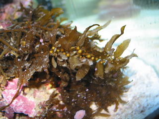 Kelp is starting to get 