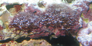 unknown algea