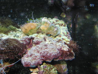 Rock with colony of 2-3 dz Zoanthids polyps, and 1 colony of some globe-ish SPS (possibly Porites?)