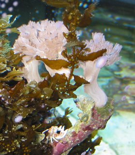 stalks of pulsing xenia (Xeniid)