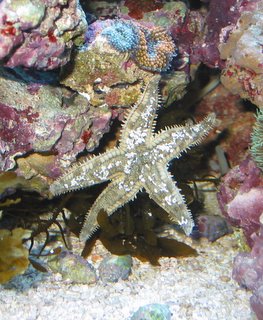 Two Ricordea mushrooms (Corallimorpharia Ricordea), and Sand Sifting Star (Astropecten polycanthus)