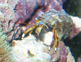 Orangeclaw Hermit Crab (Calcinus tibicen)