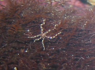 small stripped Brittle/Serpent Star