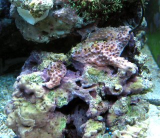 Remaining star polyp colonies (Order Zoanthidea/Zoanthids)