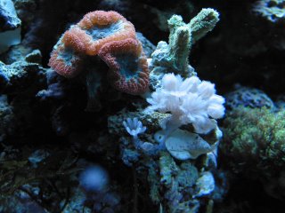 Blastomussa wellsi colony, Green SPS (Merulinidae Hydnophora, possibly grandis or ridiga), and the Pulsing Xenia that moved into the neighborhood uninvited