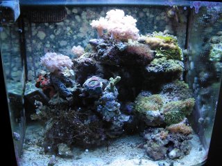 Current view of the Nano Reef Tank