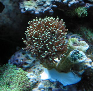 Frogspawn Coral (Euphyllia divisa), with 2 of 4 stalks decayed