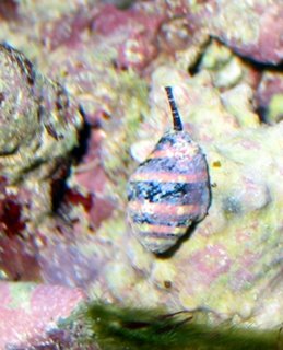 Bumble-bee Snail (Family: Pusiostoma)