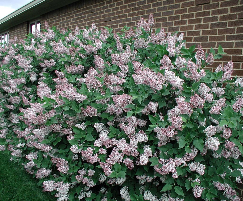 Image of Lilac and viburnum plant